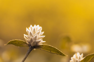 Close-up of white flowering plant