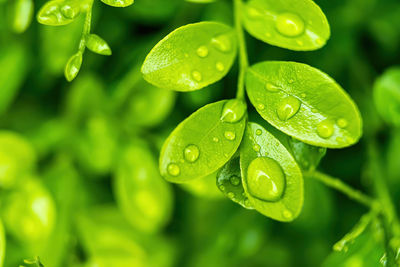 Close-up of raindrops on leaves