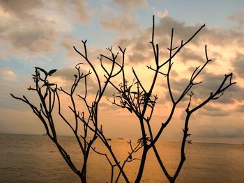Silhouette plants against sea during sunset