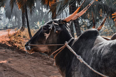 Close-up of cow