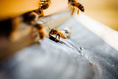 Close-up of honey bees on wood