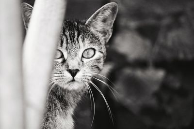 Close-up portrait of cat