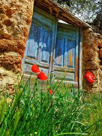 Red flowering plant on window of building