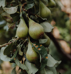 Close-up of fruits growing on tree