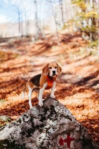 Dog on rock