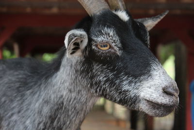 Close-up of goat