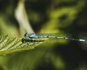 Close-up of insect on leaf