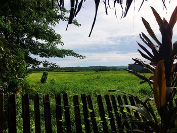 Crops growing on field against sky