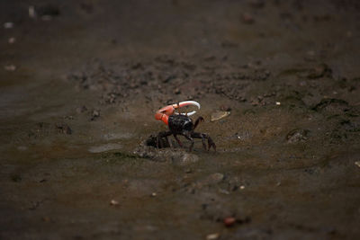 High angle view of fiddler crabs at beach