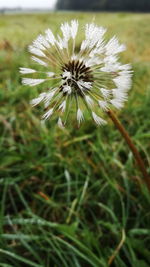 Close-up of flower blooming outdoors