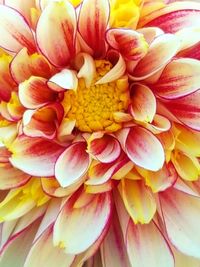 Full frame shot of yellow flowers