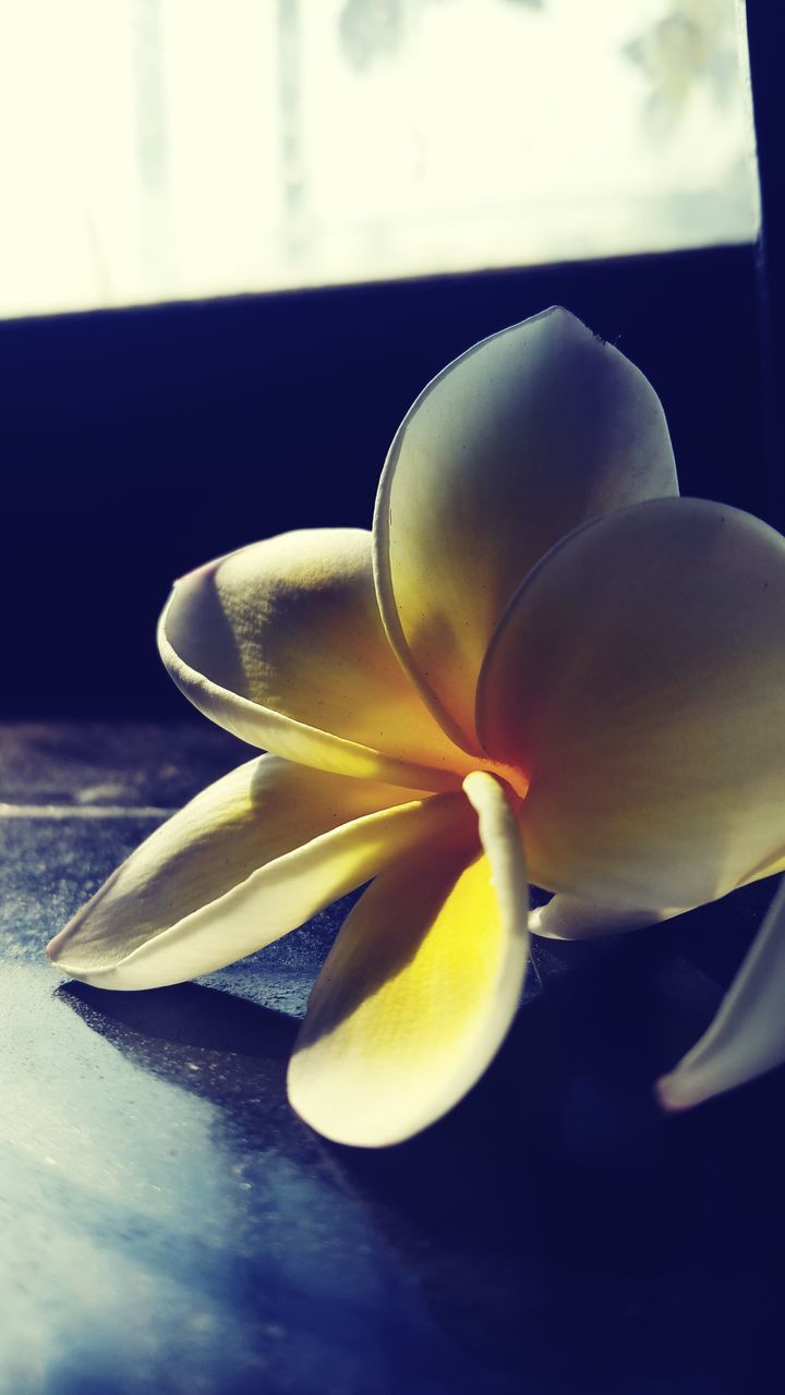 close-up, freshness, table, indoors, flower, still life, fragility, focus on foreground, no people, yellow, flower head, petal, single flower, white color, nature, day, growth, home interior, beauty in nature, sunlight