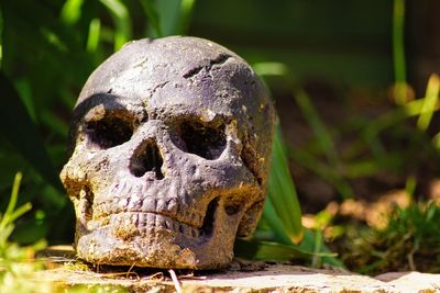 Close-up of human skull