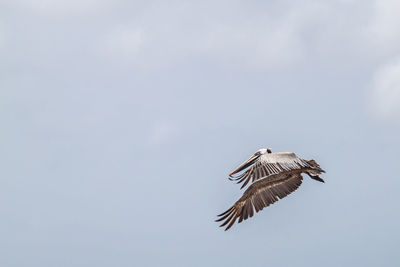 Low angle view of eagle flying in sky