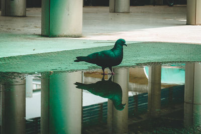 Bird perching on a lake