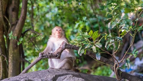 Monkey sitting on tree branch