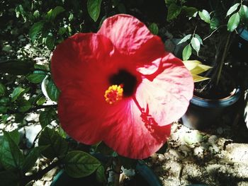 Close-up of red hibiscus flower