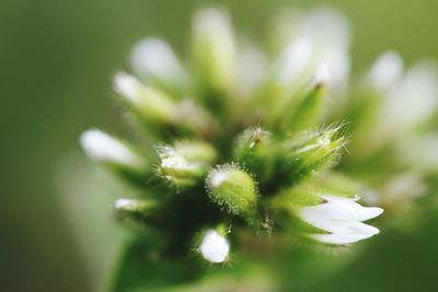 Close-up of white flowers