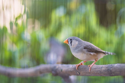 Close-up of bird perching on wood