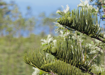 Close-up of pine tree