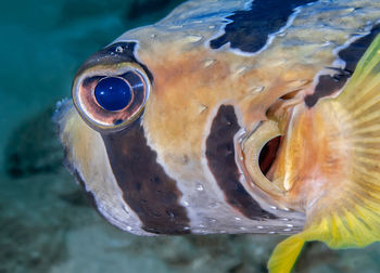 Close-up of fish swimming in sea