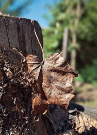 Close-up of dry maple leaves on wood