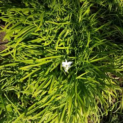 High angle view of green plants