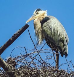 Low angle view of heron perching against clear sky