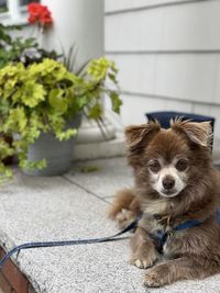 Close-up portrait of a dog