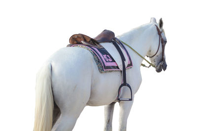 View of a horse against clear sky