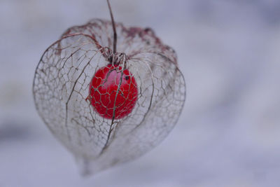 Close-up of dry winter cherry