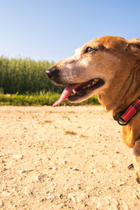 Close-up of a dog looking away