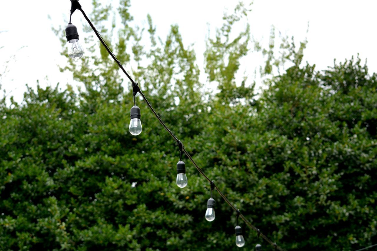 LOW ANGLE VIEW OF LIGHT BULB HANGING ON TREE