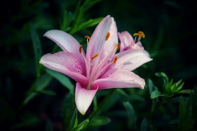 Close-up of pink lily blooming outdoors