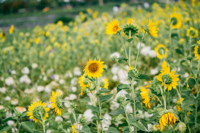 Close-up of yellow flowers on field