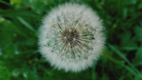 Close-up of dandelion