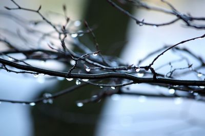 Close-up of spider web