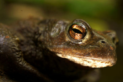 Close-up of lizard