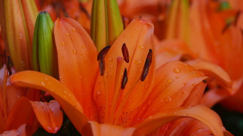 Close-up of wet orange lily