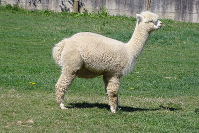 Young alpaca stands on the meadow