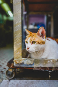 Cat sitting in a room