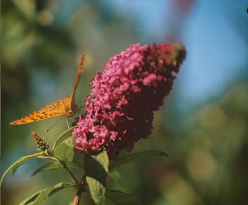 Close-up of butterfly pollinating on pink flower
