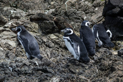 High angle view of penguin on rock