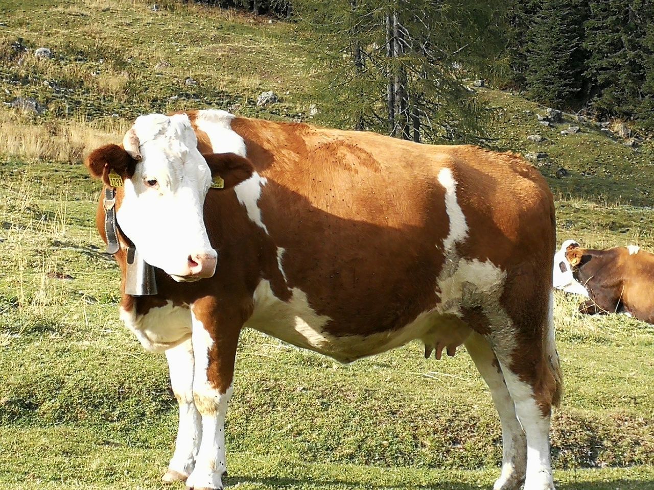 COW ON FIELD