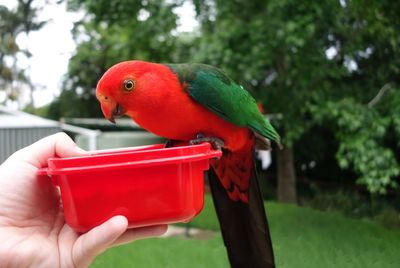 Close-up of parrot