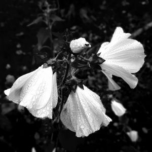 Close-up of white flowers blooming outdoors