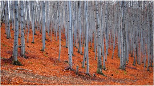 Plants growing in forest during autumn