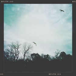 Low angle view of birds flying in sky