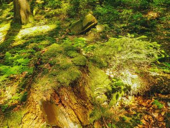 High angle view of moss on tree trunk in forest