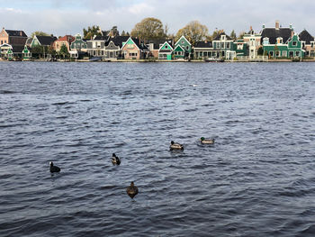 Birds swimming in lake against buildings